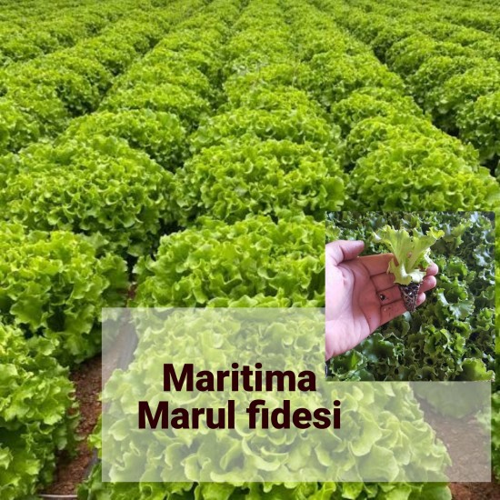 Maritima Marul Fidesi 